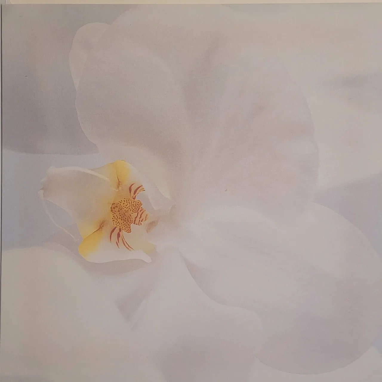 IKEA PJÄTTERYD “Orchid” Set of 3 – Alan Newnham 2004 – Vintage Canvas Prints — photo 4