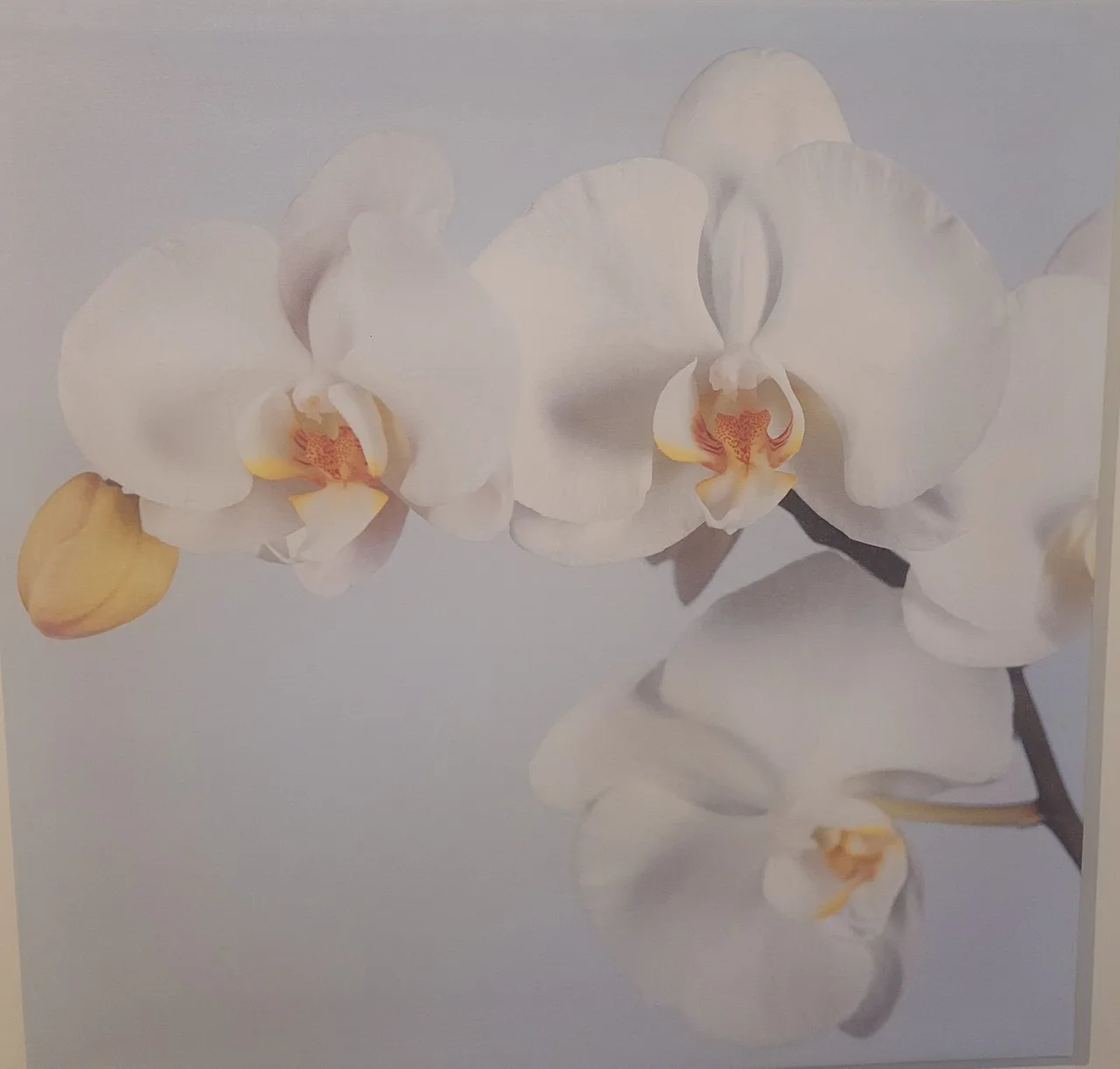 IKEA PJÄTTERYD “Orchid” Set of 3 – Alan Newnham 2004 – Vintage Canvas Prints — photo 6