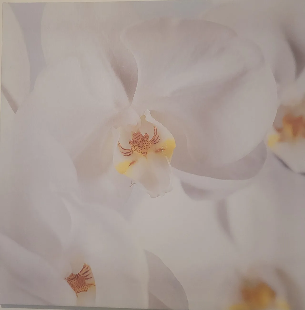 IKEA PJÄTTERYD “Orchid” Set of 3 – Alan Newnham 2004 – Vintage Canvas Prints — photo 5