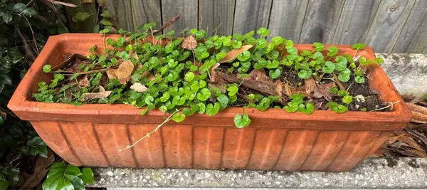 59 cm embossed terracotta trough planter plant pot