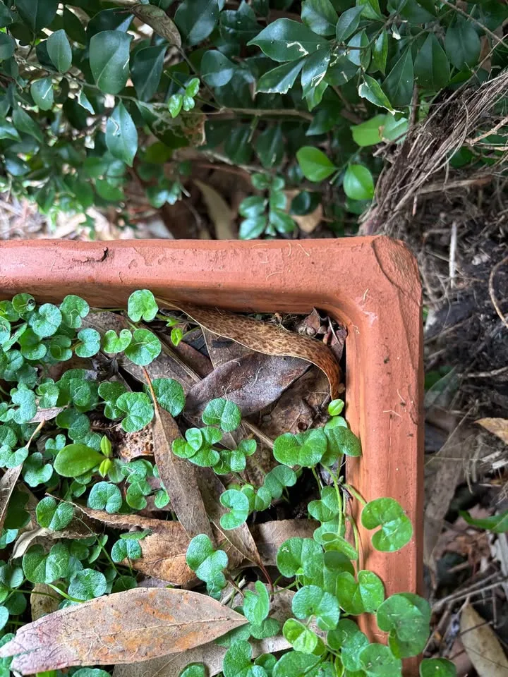 59 cm embossed terracotta trough planter plant pot — photo 2