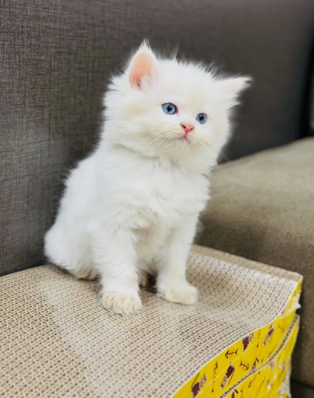 Elegant blue eye persian kittens – photo 2