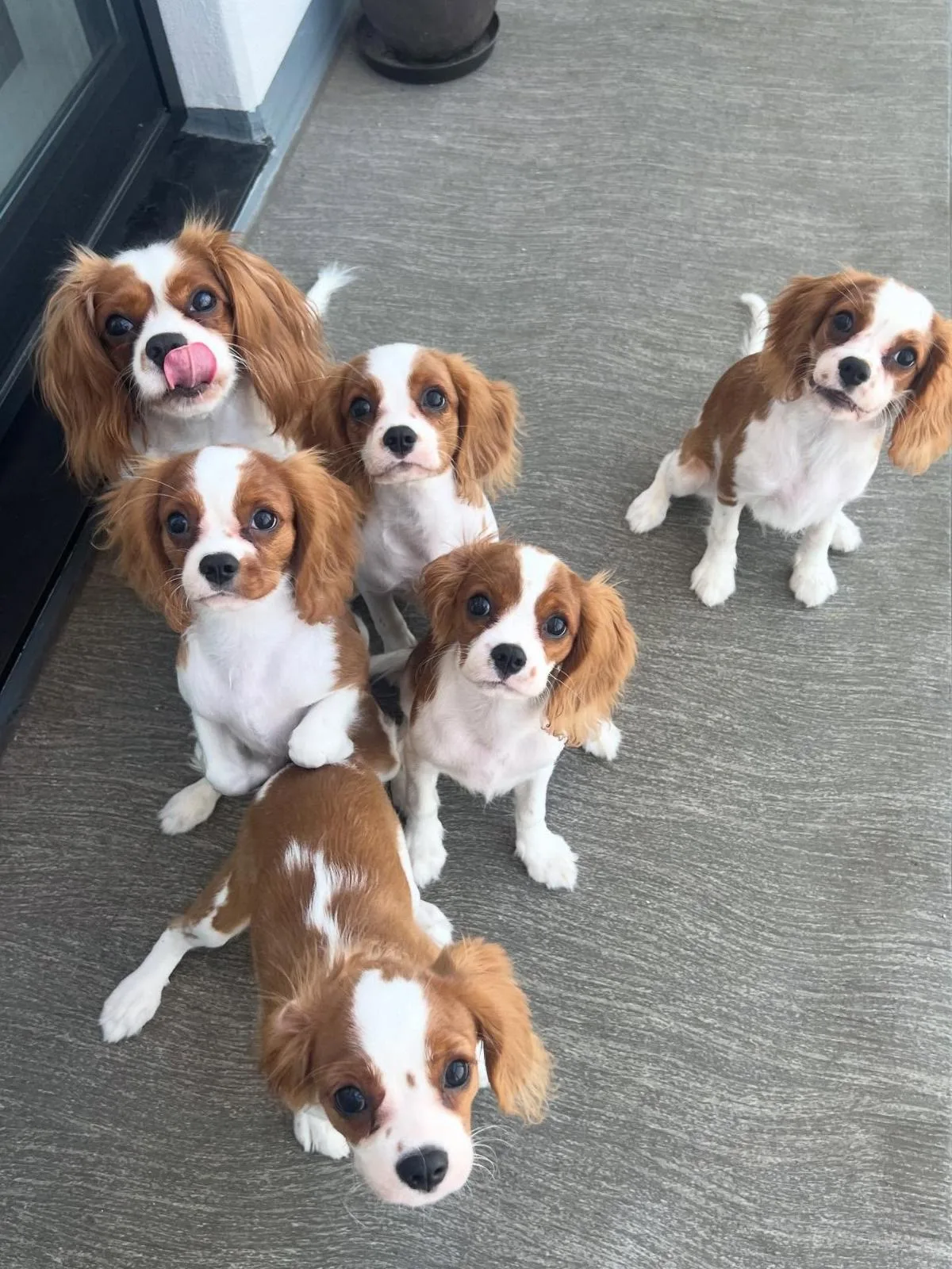 Vaccinated king Charles puppies – photo 2