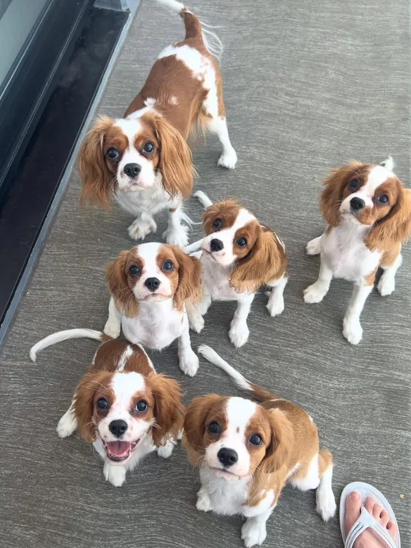 Vaccinated king Charles puppies