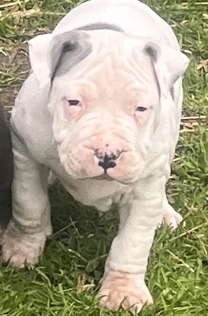 American Staffordshire 2 male puppies – photo 2