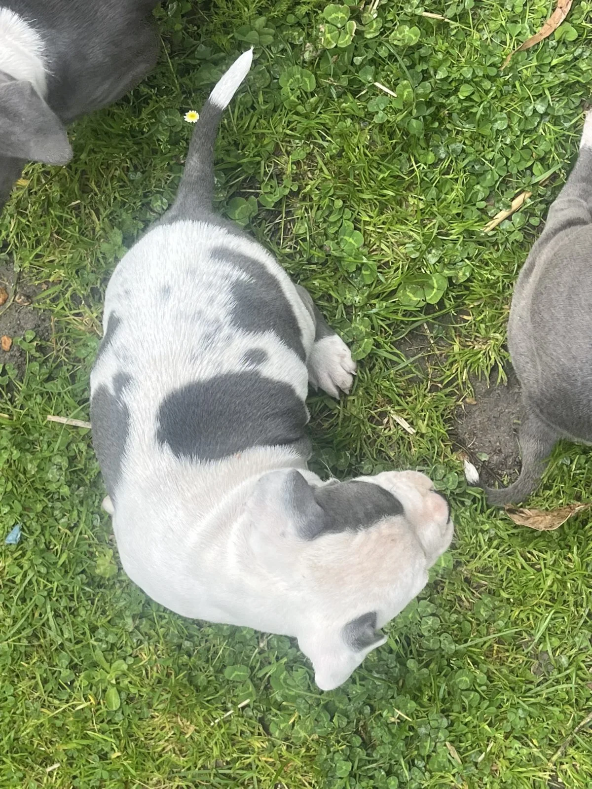 American Staffordshire 2 male puppies – photo 3