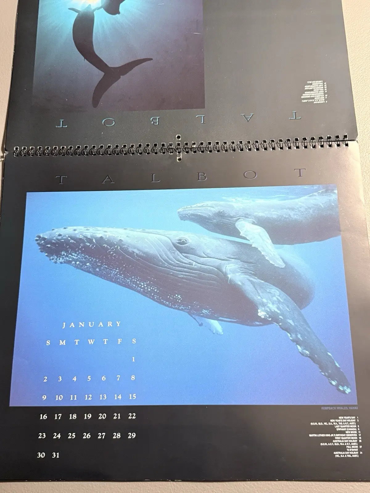Talbot Day Dream 1994 Whales 16-Month Wall Calendar MPN 41510 – photo 10