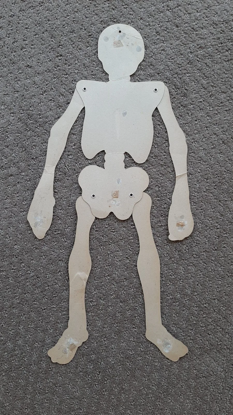 Giant sized Skeleton and Skull from 1980s card cut outs – photo 5