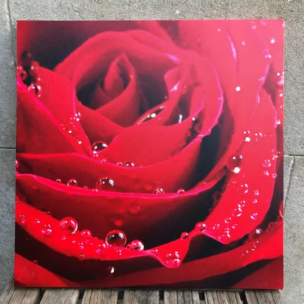 Vivid Red Rose Framed Poster Print – 37cm Square