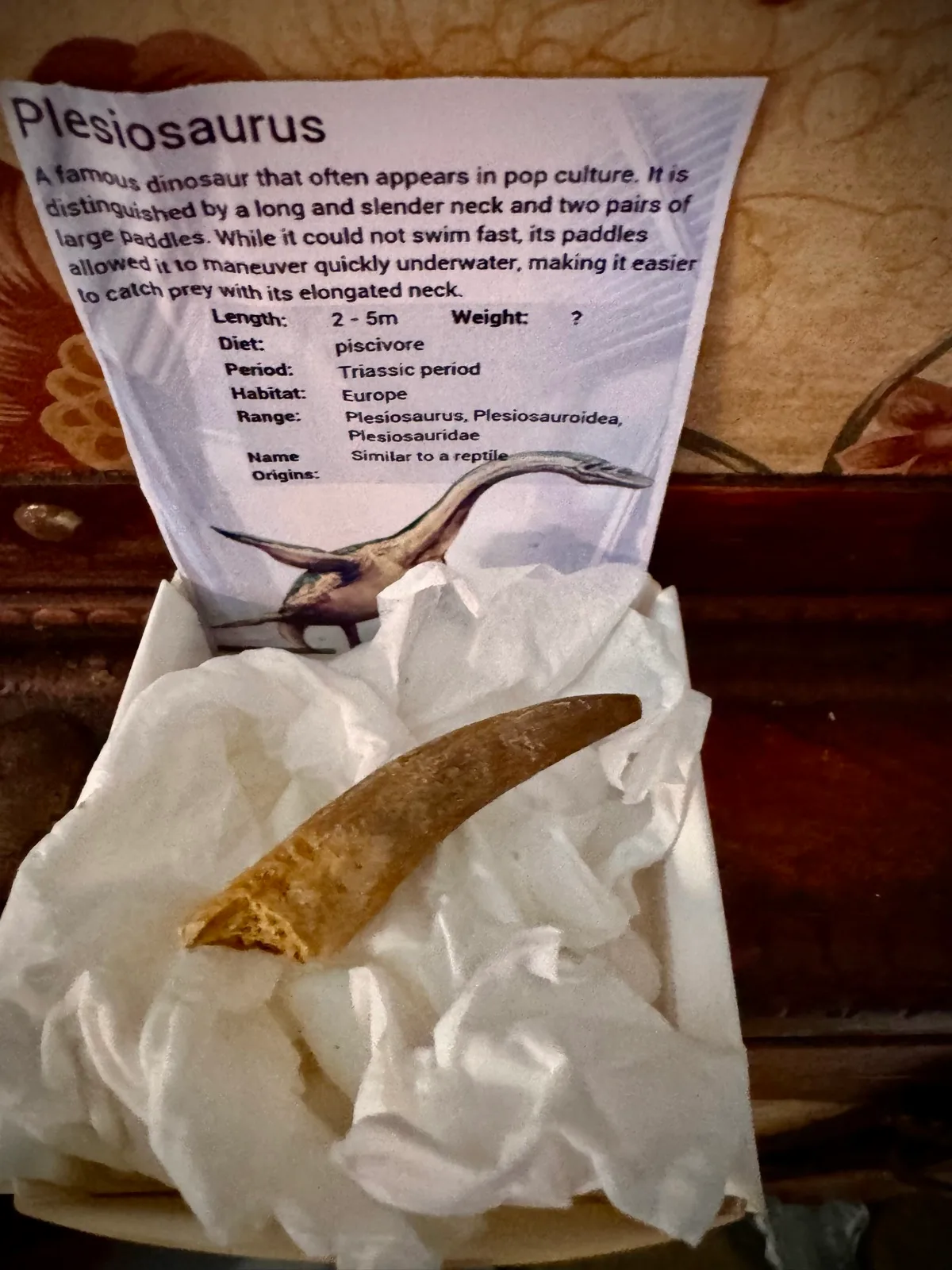 Genuine Plesiosaur  (Zarafasaura oceanis) dinosaur tooth rare specimen extra lar — photo 2