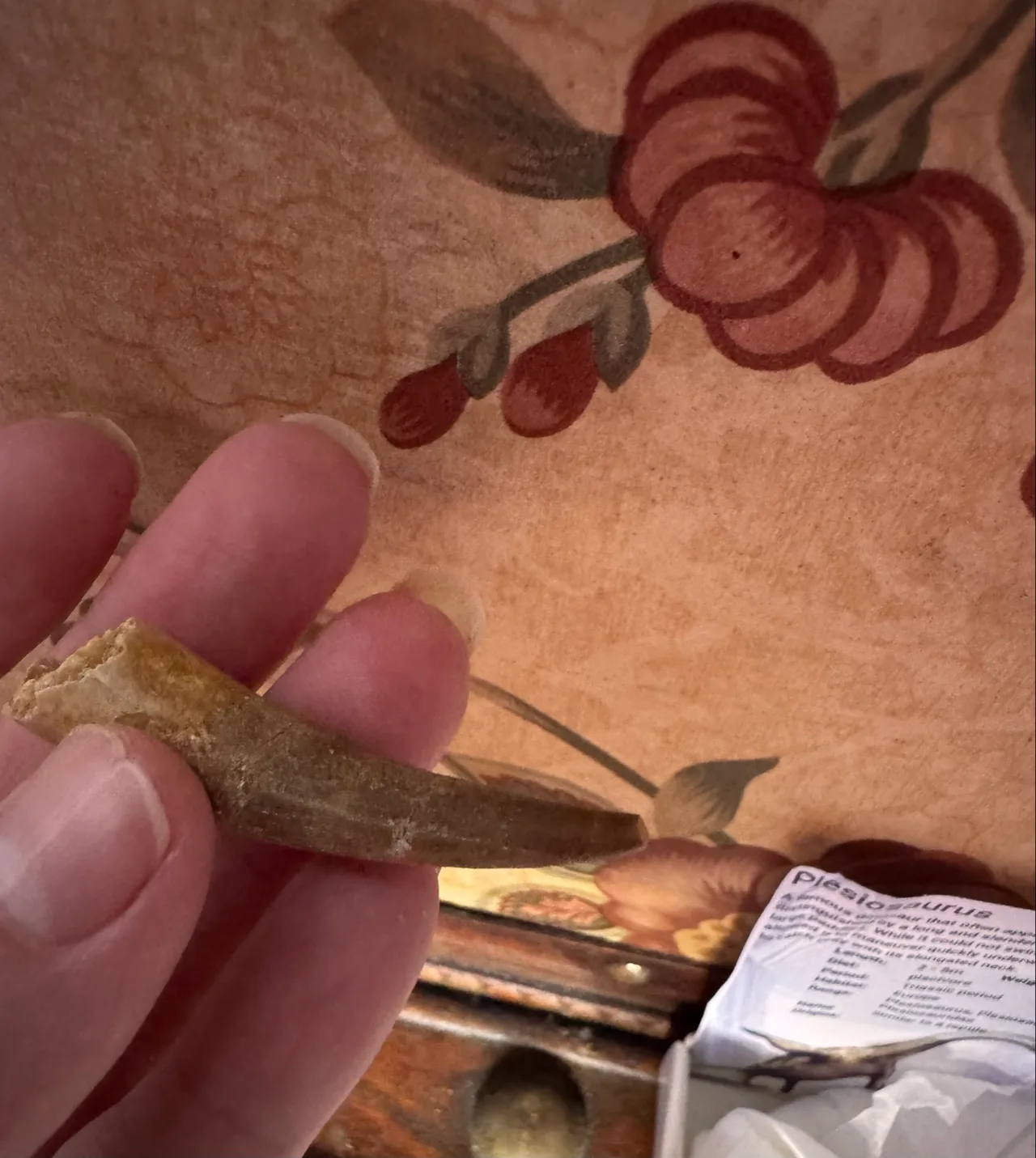 Genuine Plesiosaur  (Zarafasaura oceanis) dinosaur tooth rare specimen extra lar — photo 9