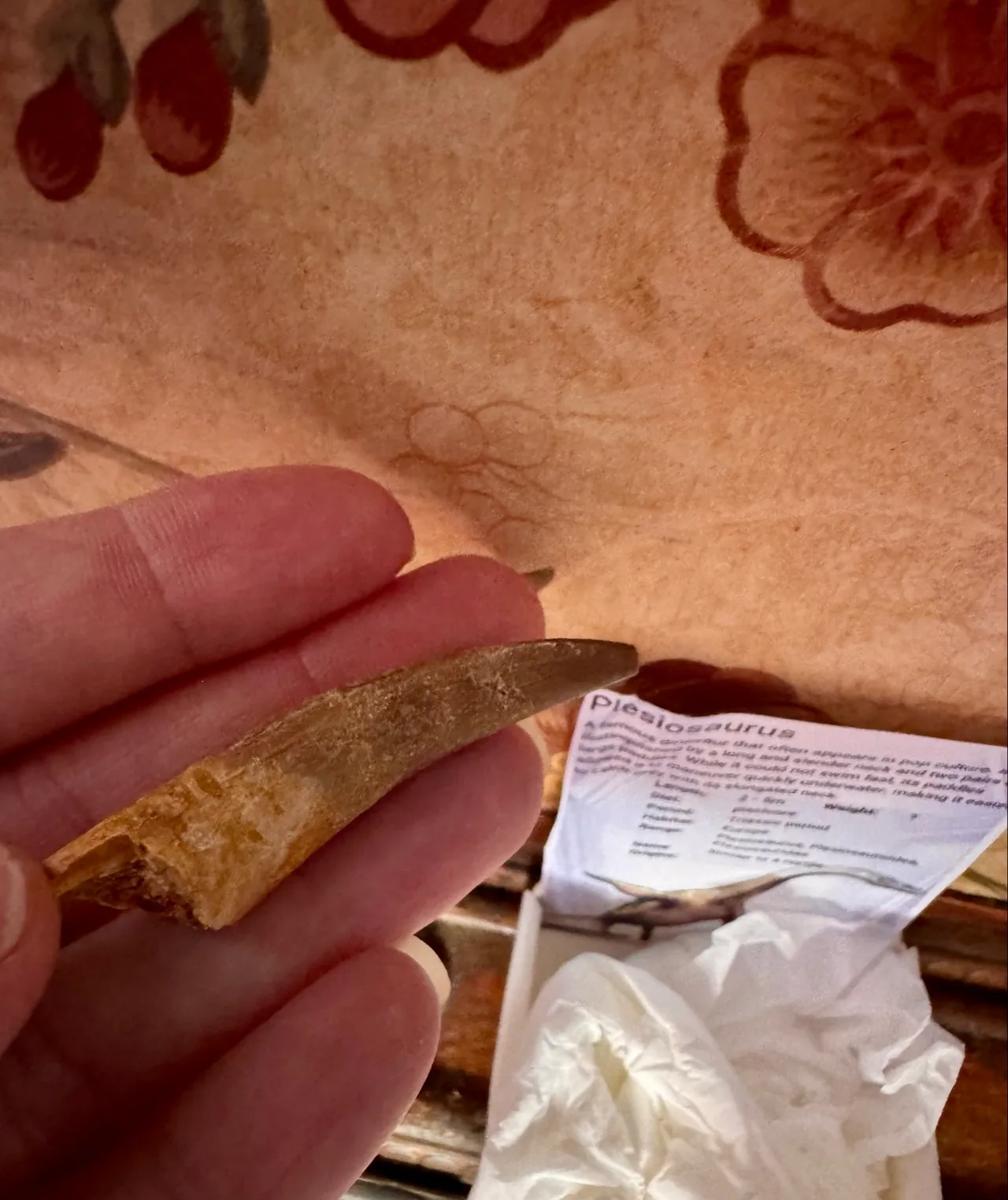 Genuine Plesiosaur  (Zarafasaura oceanis) dinosaur tooth rare specimen extra lar — photo 10