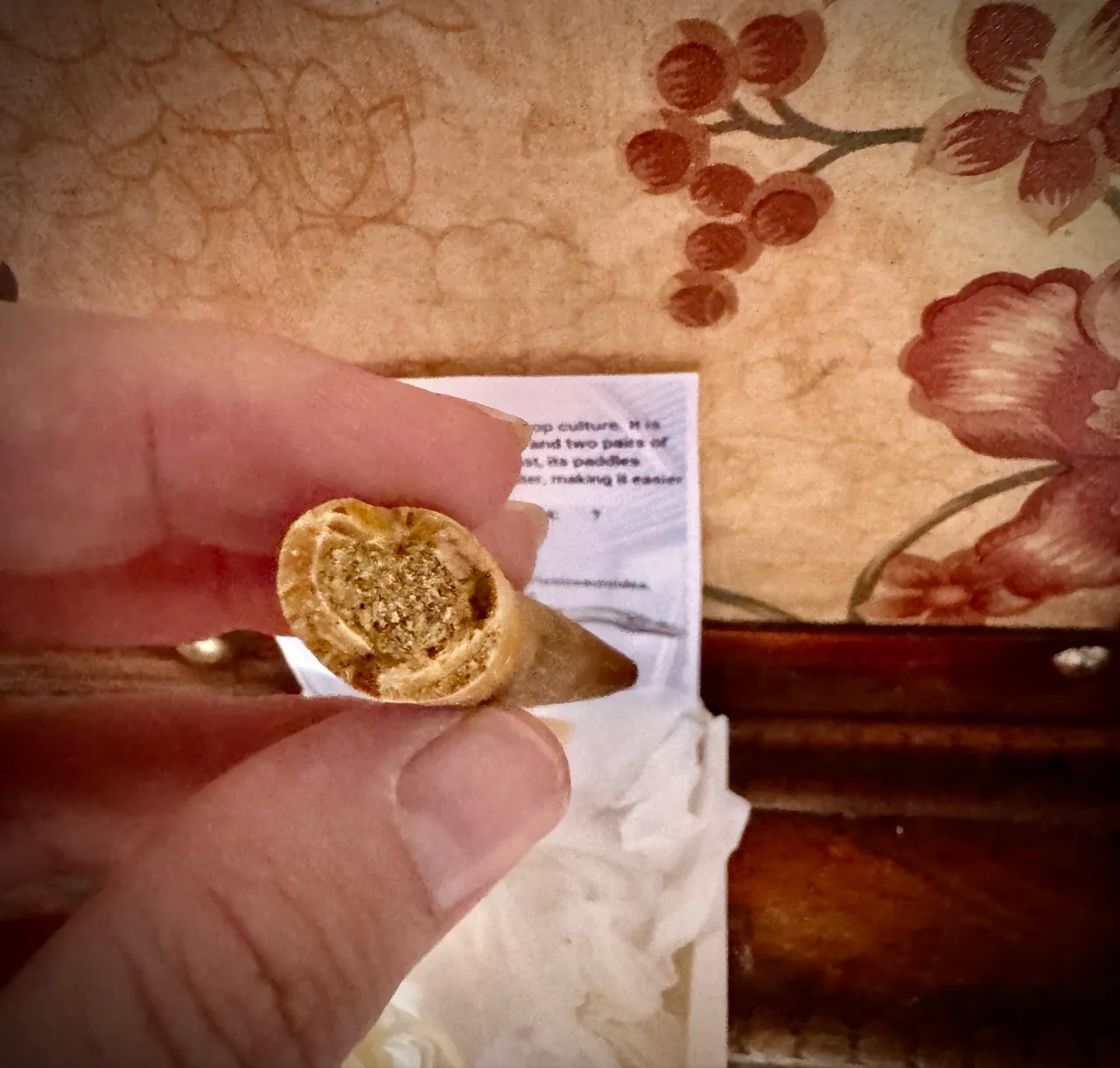 Genuine Plesiosaur  (Zarafasaura oceanis) dinosaur tooth rare specimen extra lar — photo 4