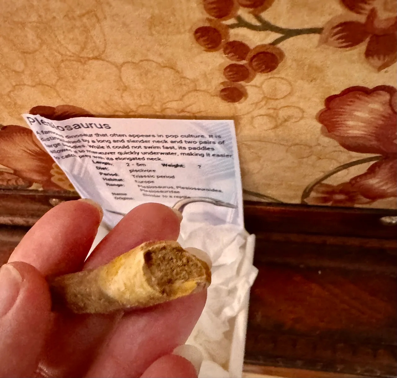 Genuine Plesiosaur  (Zarafasaura oceanis) dinosaur tooth rare specimen extra lar — photo 3