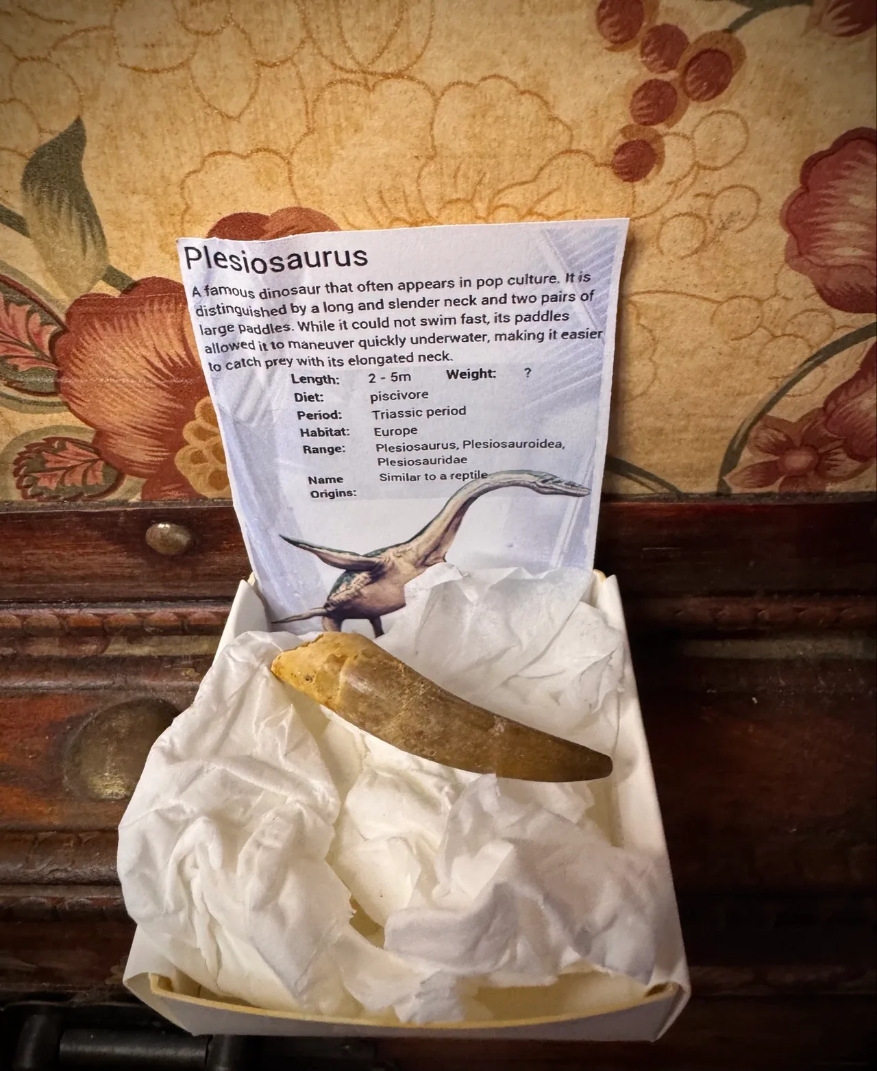 Genuine Plesiosaur  (Zarafasaura oceanis) dinosaur tooth rare specimen extra lar — photo 6