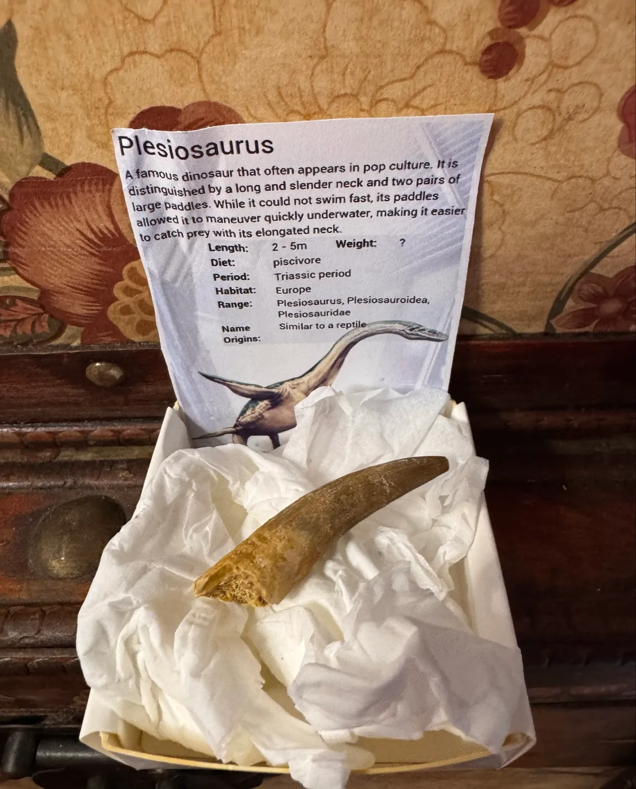 Genuine Plesiosaur  (Zarafasaura oceanis) dinosaur tooth rare specimen extra lar — photo 7