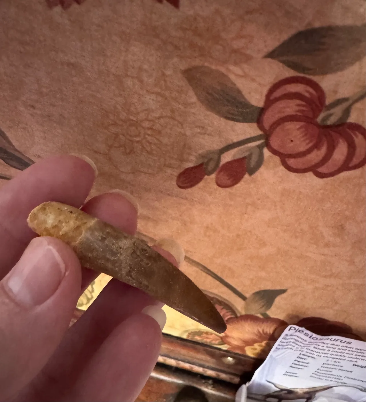 Genuine Plesiosaur  (Zarafasaura oceanis) dinosaur tooth rare specimen extra lar — photo 8