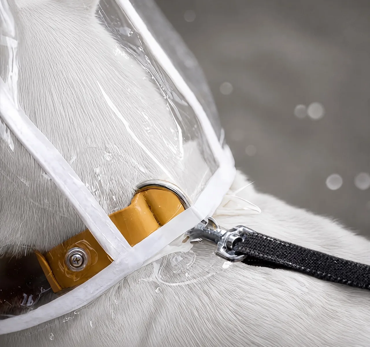 Pet Transparent Dog Raincoat Waterproof Windproof Clothing Large Dog Size XL — photo 2