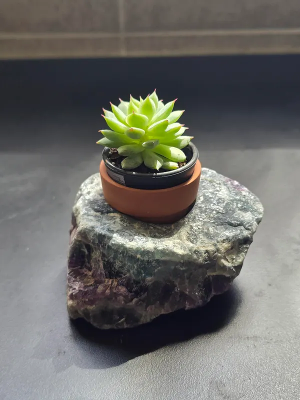 Plant holder